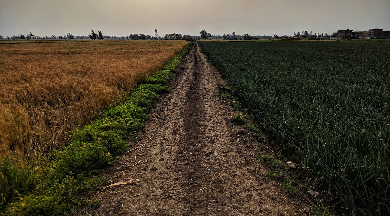 Real hands working with crops in a field