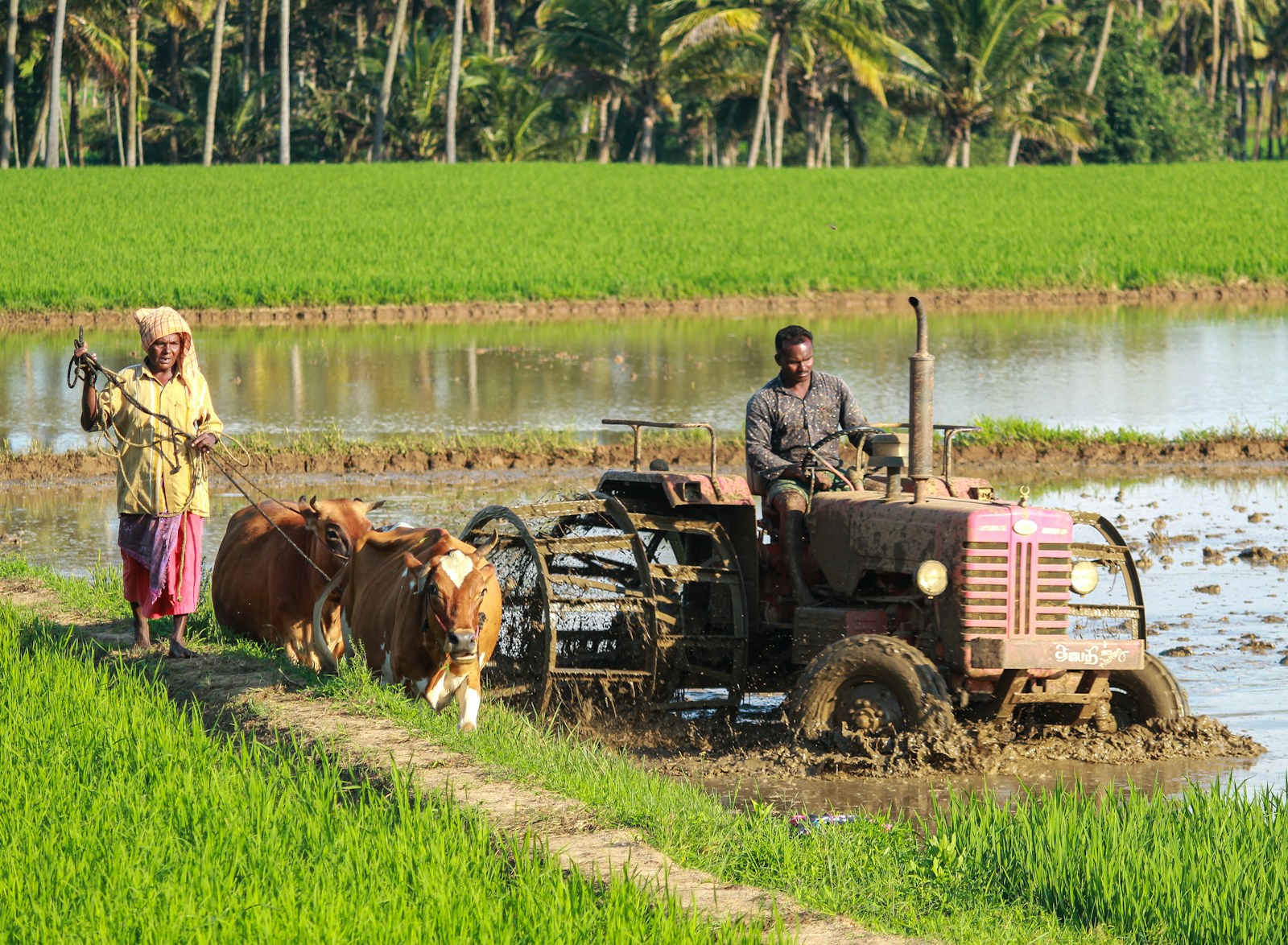 A real farmer working in an agricultural field