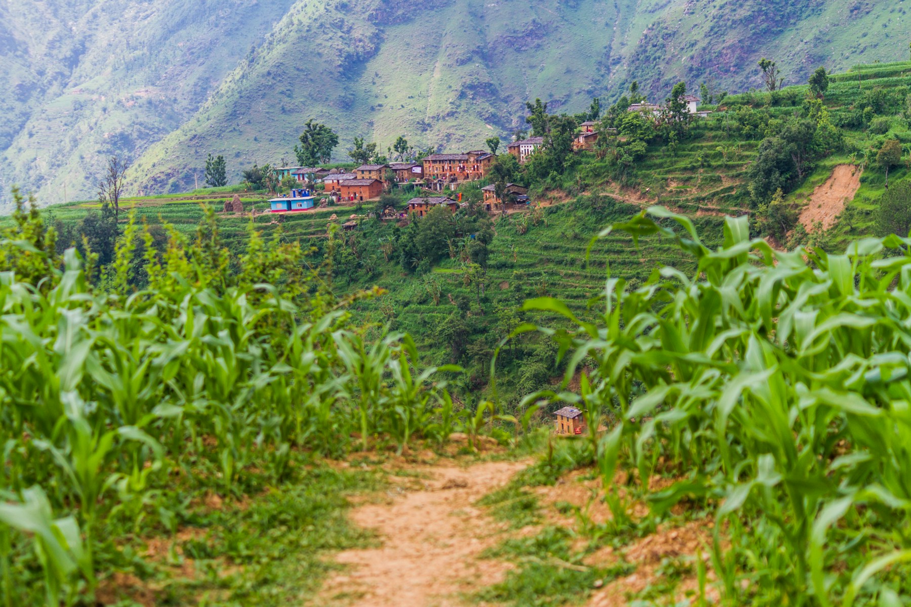 Real rural village and crops on terraced hillsides in Nepal